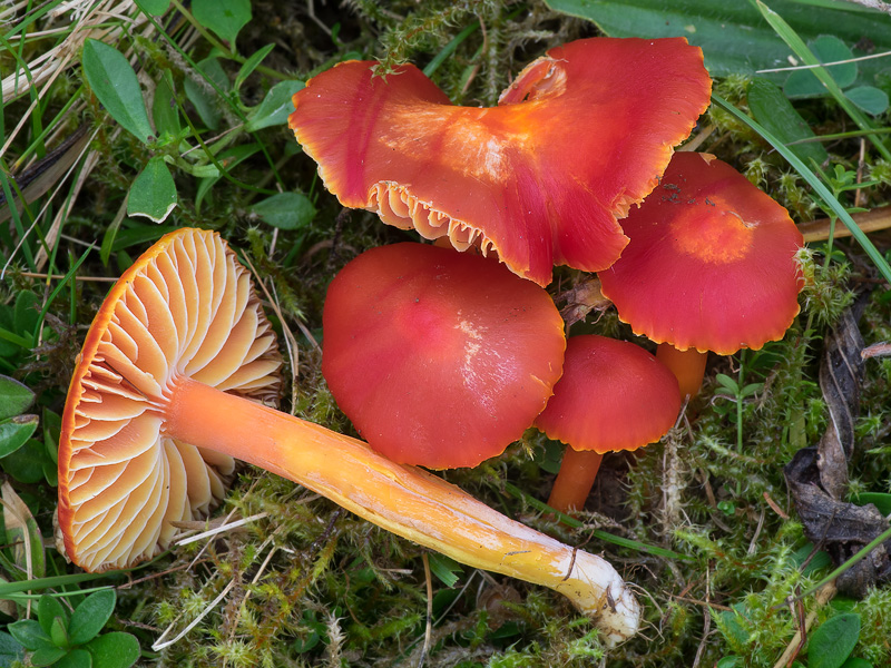 Hygrocybe coccinea